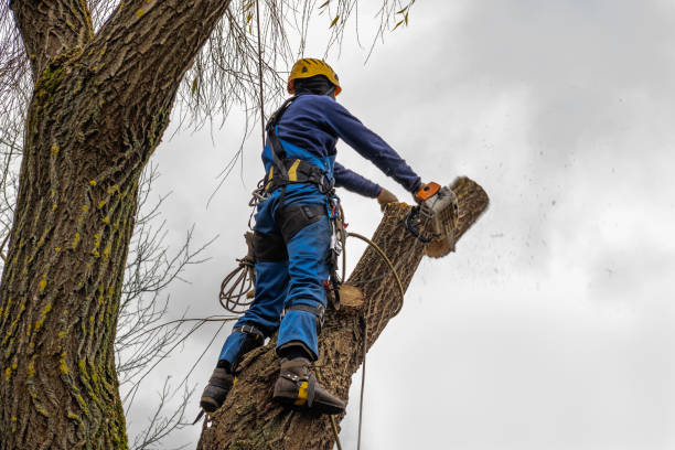 Best Tree Removal for Businesses  in Wilson, NC